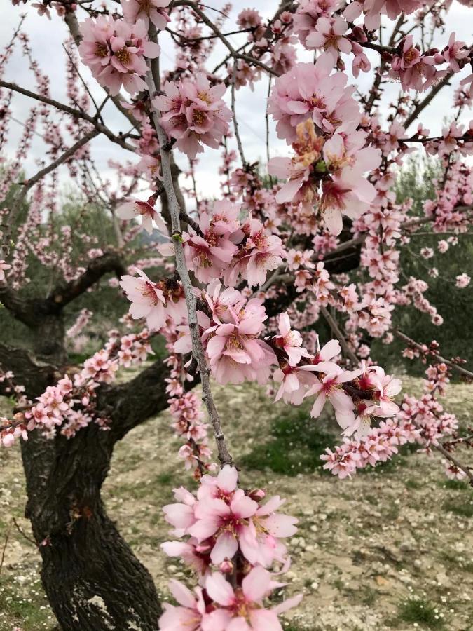 Al-Qandil Guest House Margarida Екстериор снимка